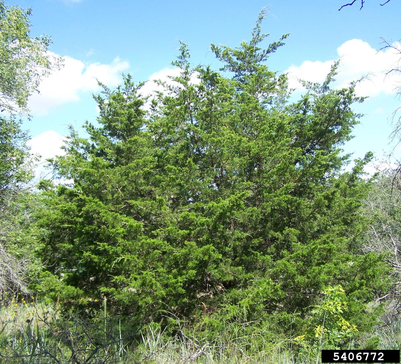 Eastern Red Cedar eastern-red-cedar